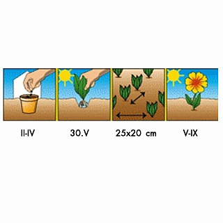 Разноцветный Разноцветный